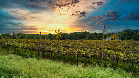 This Channapatna destination is equal parts winery, classroom and restaurant