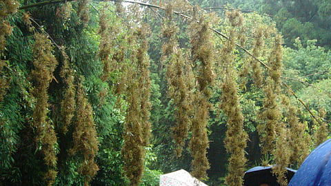bamboo flowers can predict famine