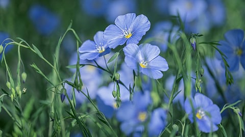 The flax plant has remained one of the world's most versatile crops