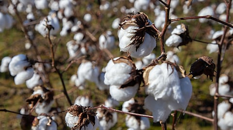 Egyptian cotton offers superior softness, strength, breathability, and durability thanks to its long fibres