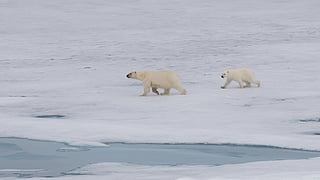 Where to spot Polar bears in their natural habitats?