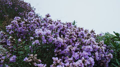 Neelakurinji Flower Munnar
