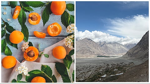 Apricot oil carries Ladakh’s centuries-old knowledge of farming, family care and sustainable use of the region’s prized Chuli harvest