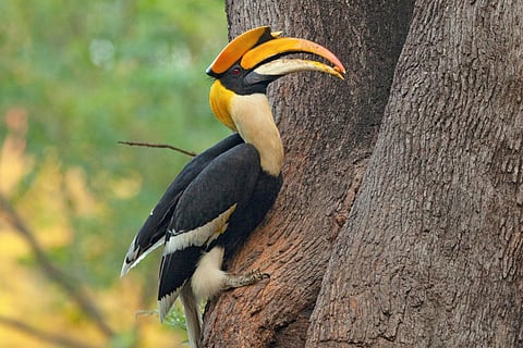 Hornbills don’t just mate, they commit