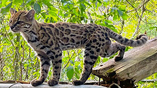 Tilcayo cat (Leopardus tilcayo)