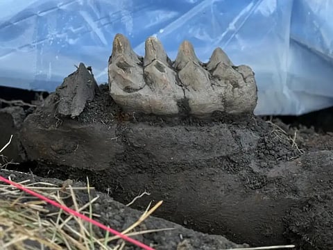 New York state Museum mastodon teeth