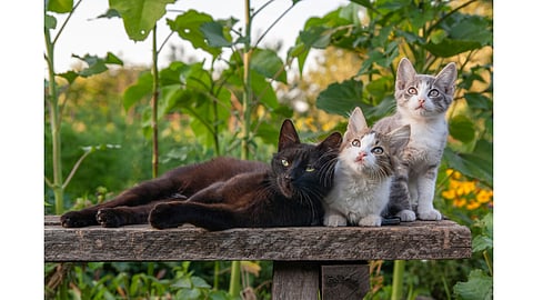 Fascinating cat superstitions across cultures