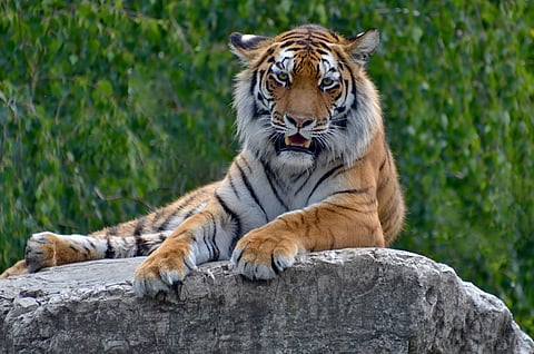 The Royal Bengal Tiger