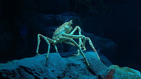 Have you heard about the deep-sea spiders that glow?
