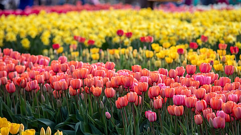 Tulip gardens in Delhi are set to burst into colour