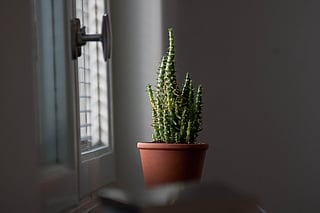 Mastering indoor gardening: Essential tips to optimise light for thriving houseplants