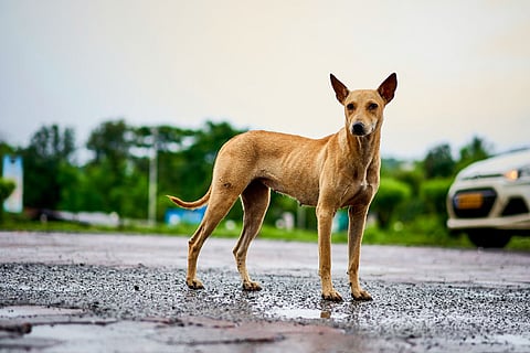 Five ways to keep stray animals safe this monsoon