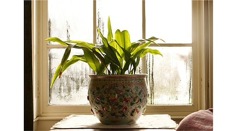 Indoor plants during the monsoon: How to prevent root rot and fungal