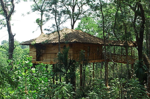 Tranquil Tree House