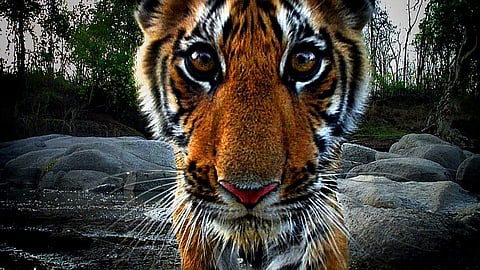 On the prowl: Elephant-cams capture Indian tigers in the wild