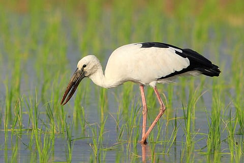 Bird survey at Kole Wetlands