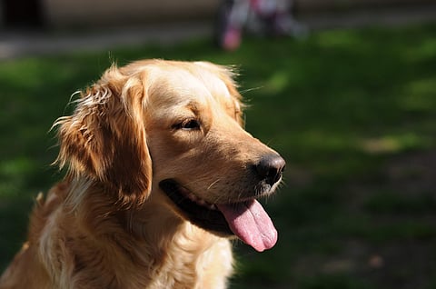 Now your canine can enjoy a clay mask for his coat!