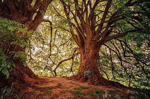 World Environment Day