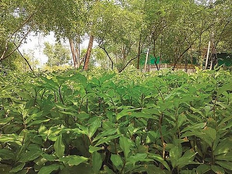 Farm_in_Kodai