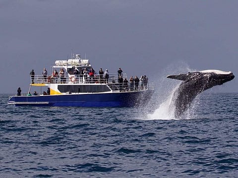 Whale watching