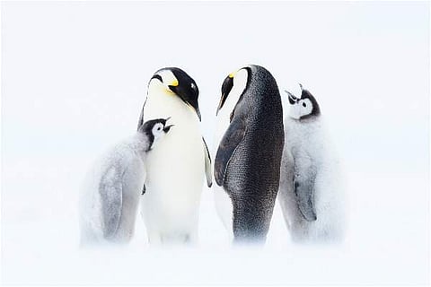 Dynasties