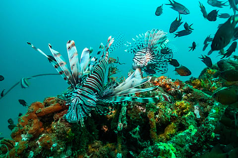 Coral Reefs near Pondicherry (Photo: Temple Adventures)