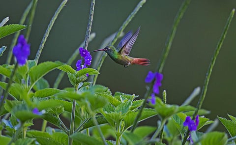 Birds captured by Dhritiman