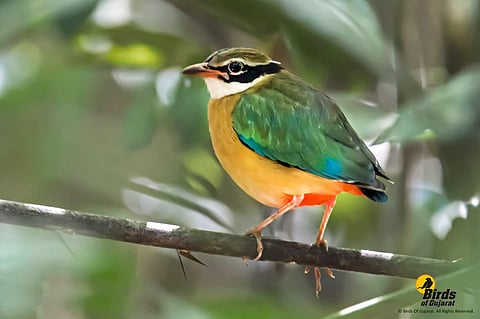 Artists for Birds 2019
