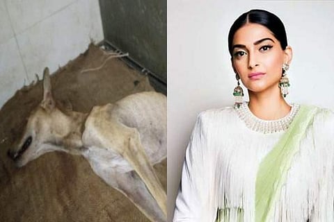 Sonam Kapoor, Malaika Arora, John Abraham raise concern after video of attack on stray dog goes viral
