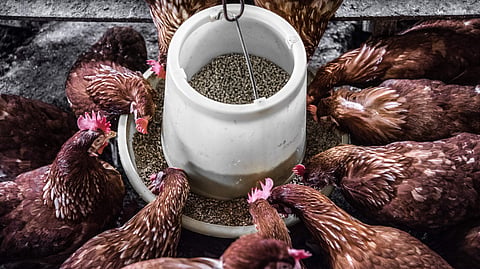PETA India to host Christmas lunch for rescued chickens