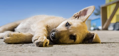 Star hotel kitchens serve up love under lockdown for Chennai's street dogs