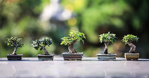 The Bonsai for beginners workshop that you've been waiting for