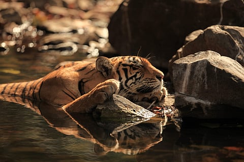 (Source: Nat Geo)