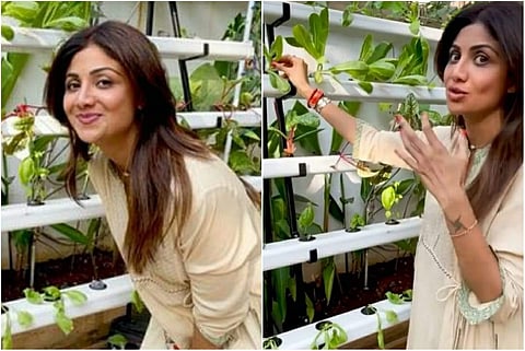 Bollywood actress and reality show judge Shilpa Shetty Kundra on Friday gave a sneak peek of her hydroponic farm to fans