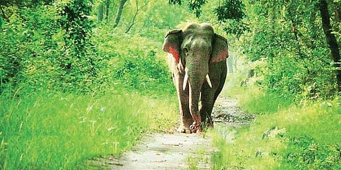 Chasing wild dreams