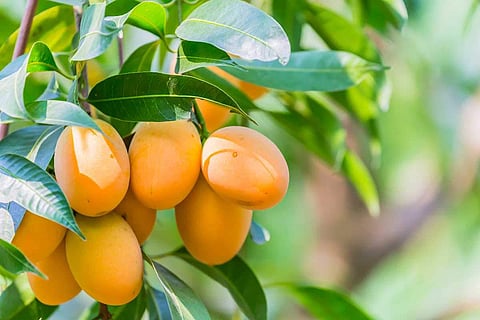 Mango