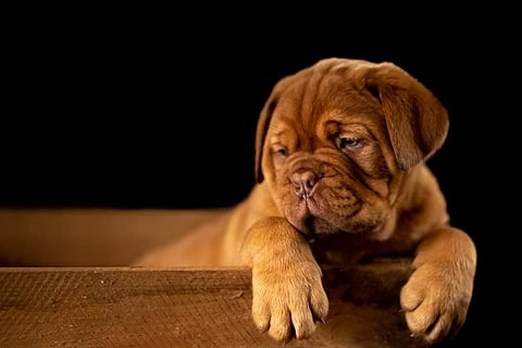 Chasing away the mental blues in your doggy