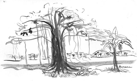 Banyan tree