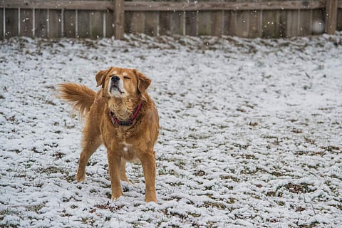 If the temperature drops severely, your pet needs special attention