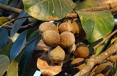 Here's everything you need to know about the benefits of triphala