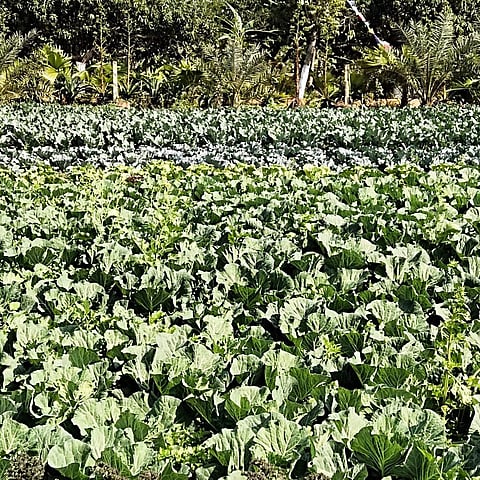 Greenic farm