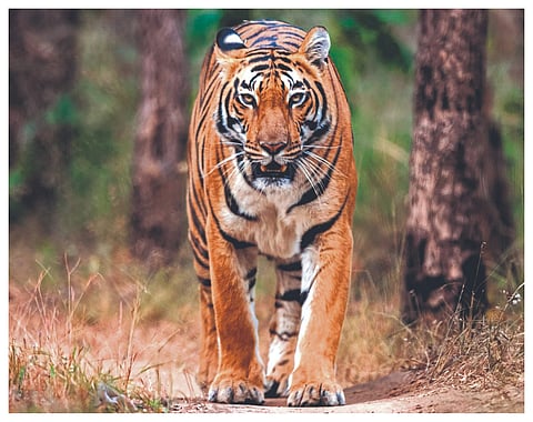 tiger