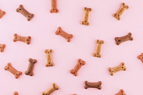 Understanding the different types of dog food will help you make good choices when it comes to feeding your dog