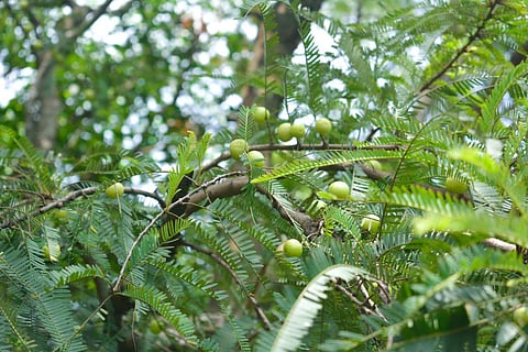 amla