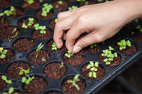 A more environmentally and socially responsible method of producing food is provided by organic farming