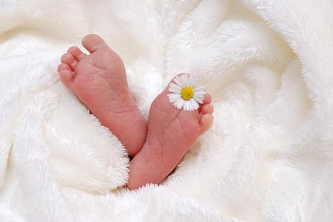 successful fertilisation of human eggs by a robot controlled by sperm injection