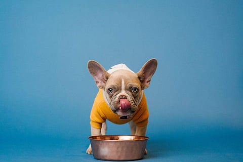Change your pet's bowl regularly throughout the day