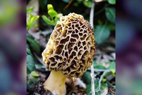 The hype around Morels is well-deserved due to their rarity, gastronomic appeal, and numerous health benefits