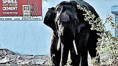 ಬೆಳಗಾವಿಯ ಹೊರವಲಯದಲ್ಲಿ ಕಾಡಾನೆ ಪ್ರತ್ಯಕ್ಷ