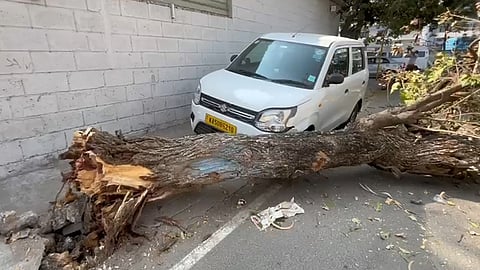 ಧರೆಗುರುಳಿರುವ ಮರ